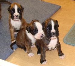BOXER cuccioli