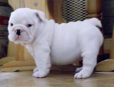 MAGNIFICI BULLDOG INGLESE CUCCIOLI CERCA PER LA NUOVA CASA
