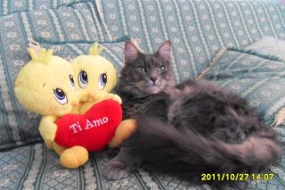 esperti antiparassitari