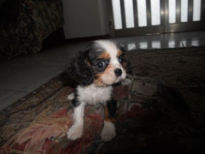 cavalier king