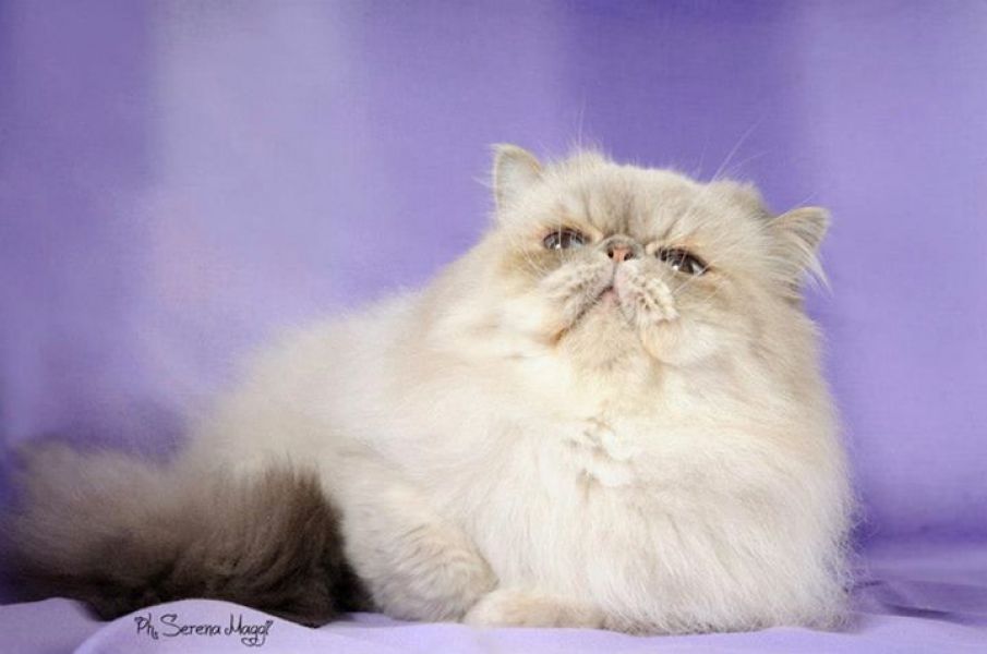 Pensione per gatti Cat sitter