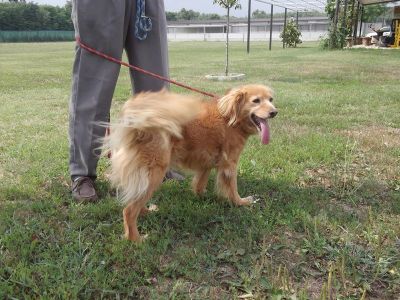 Cane Tobia cerca casa!