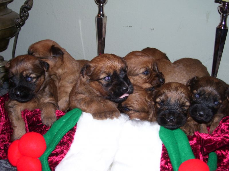 Cuccioli di Soft Coated Wheaten Terrier - pelo anallergico