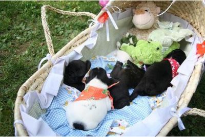 CUCCIOLI DI BOULEDOGUE FRANCESI 