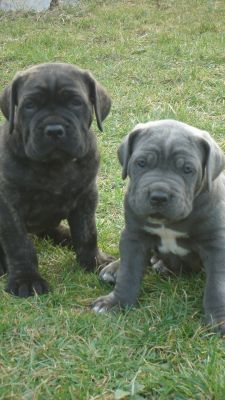 cuccioli di cane corso