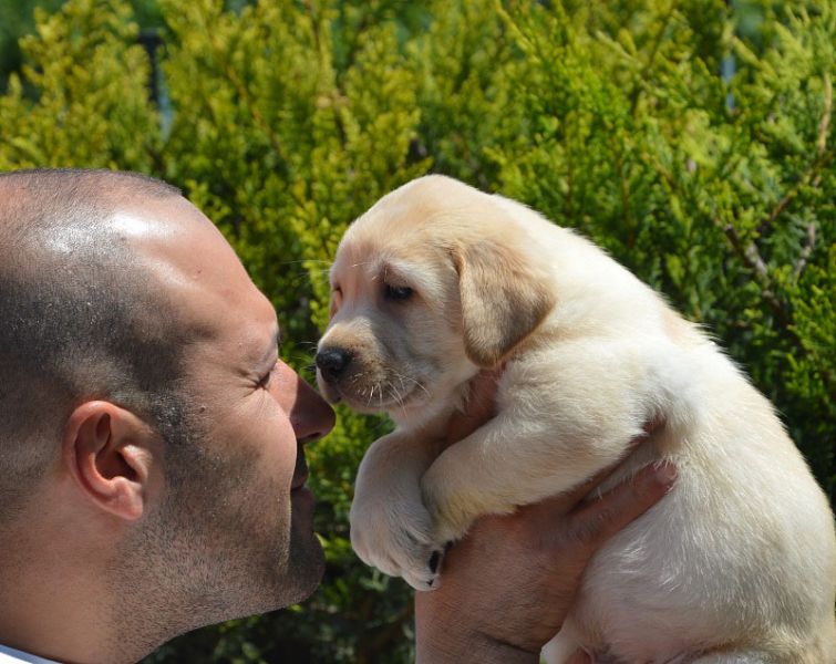Ultima cucciola di labrador retriever