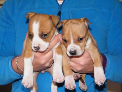 American Staffordshire Terrier cuccioli PER L'ADOZIONE-