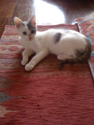 Micio Togo cerca ancora casa