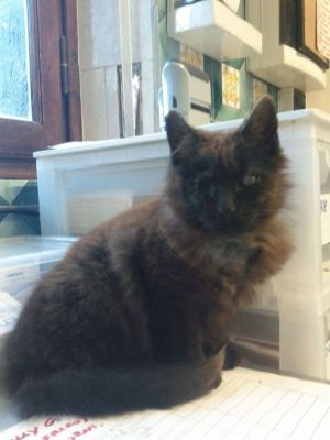 Micio Calzino cerca casa