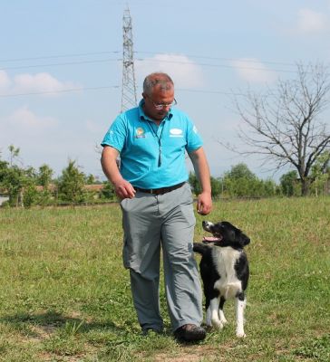 Addestramento cani Bergamo e provincia