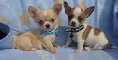 I miei chihuahua toy