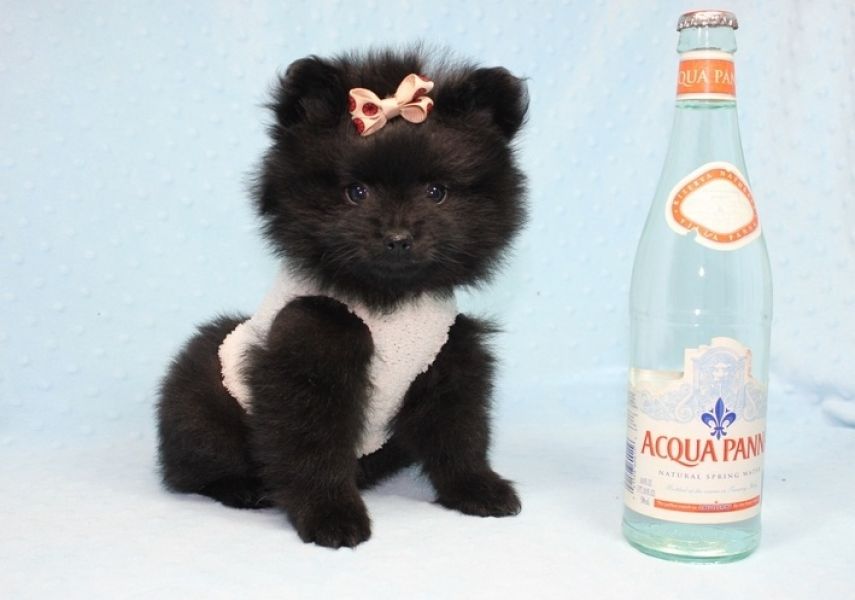 Regalo Cuccioli di volpino di pomerania Pomerania maschi e femmine, vaccinati sverminati e con micro