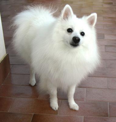 CUCCIOLI DI POMERANIA DISPONIBILI 