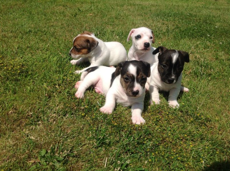 REGALO JACK RUSSELL CUCCIOLI Sono disponibile due bellissime cuccioli jack russell . Alta genealogia