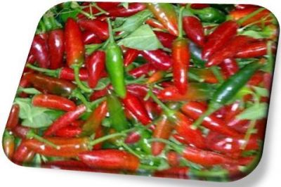 Peperoncini calabresi piccanti.