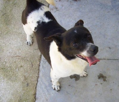 Pinolo taglia piccola