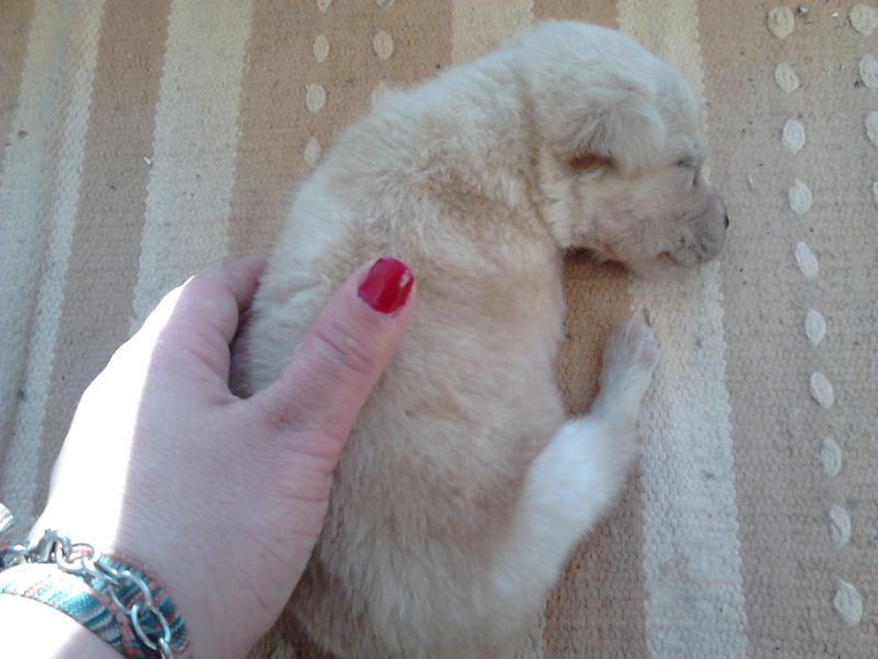 'Pepe' cucciolo di neanche tre settimane