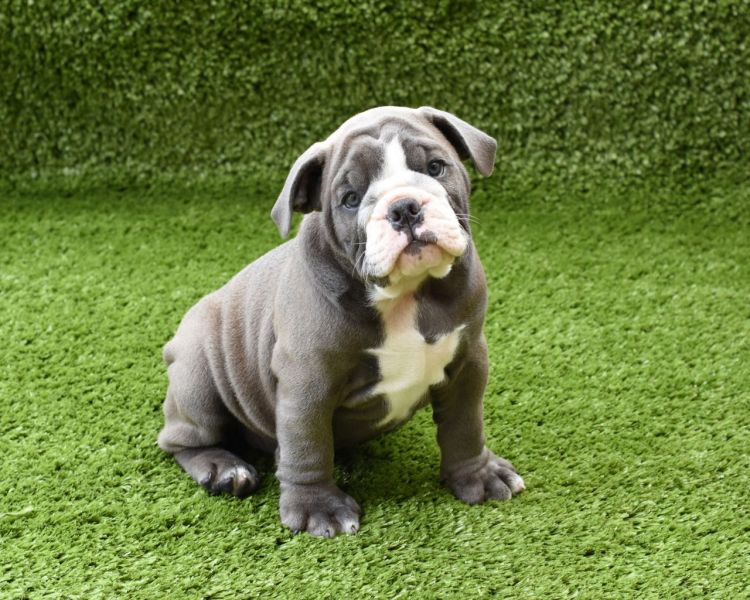 Cuccioli inglese bulldog disponibili per adozione Cuccioli disponibili Bulldog inglese cuccioli disp