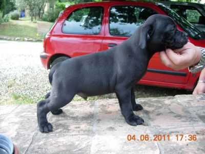 staffordshire bull terrier