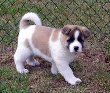 AKITA INU CUCCIOLI DISPONIBILI