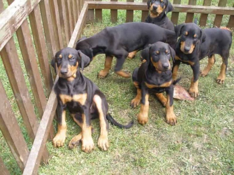 Regalo adorabili cuccioli Dobermann
