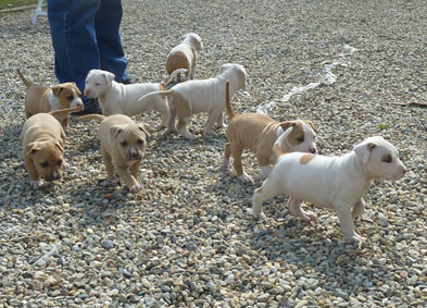 american staffordshire terrier