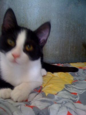 Micie Charlotte e Carrie cercano casa