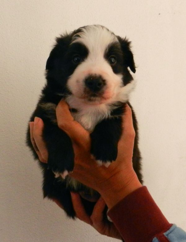 Border collie alta genealogia con pedigree