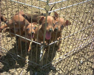 PINSCHER NANI TEL 338/8375314 - 392/3822971