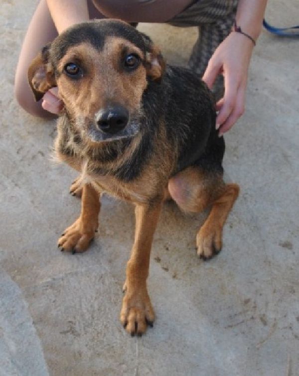 Adozione urgente per ALFIO Taglia piccola