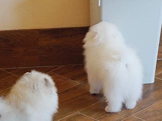 Cuccioli di vilponi di pomerania