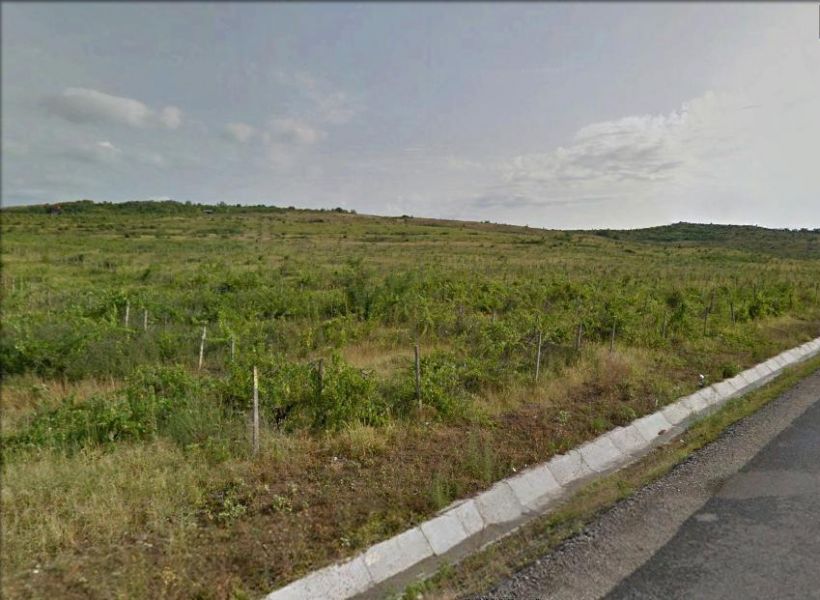 500 ettari di vigneto per  riconversione con contributi UE