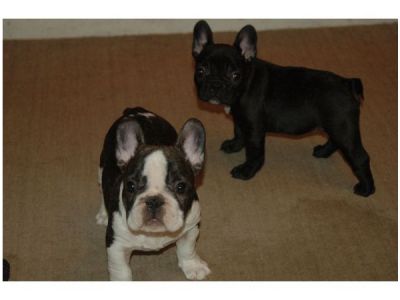 BOULEDOGUE FRANCESE CUCCIOLI