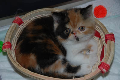 EXOTIC SHORTHAIR