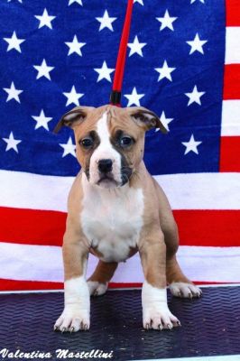 Disponibili da Subito Cuccioli Amstaff