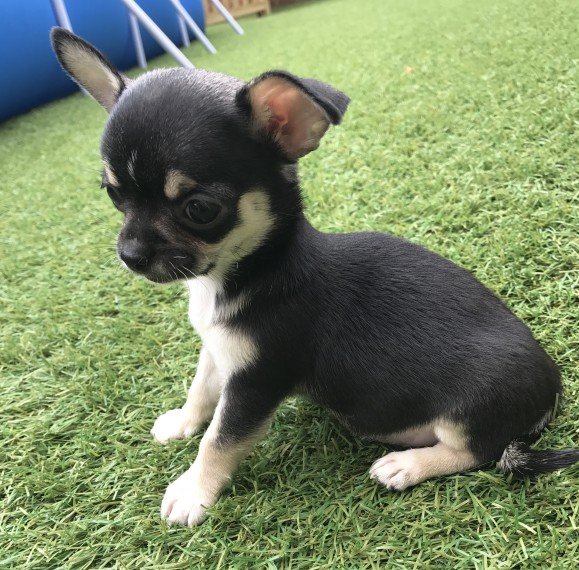 Regalo CHIHUAHUA MERAVIGLIOSI  cuccioli di chihuahua ottima genealogia, gia vaccinati, sverminati e 