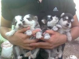 Regalo Belli cuccioli di Siberian Husky E.N.C.I