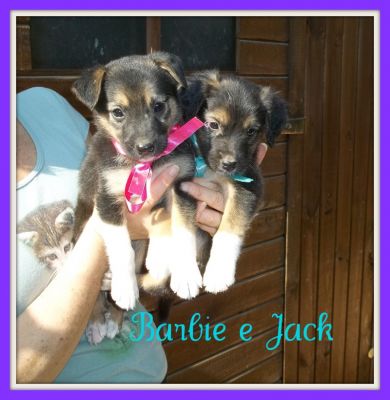 9 CUCCIOLI METICCI TG MEDIO-PICCOLA CERCANO CASA