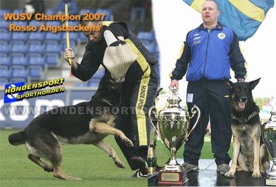 Cuccioli di Pastore Tedesco Altissima Genealogia