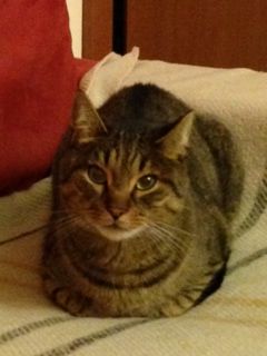 Micio Joy cerca casa