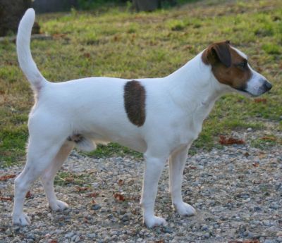 Jack Russell Terrier DISPONIBILE PER MONTE