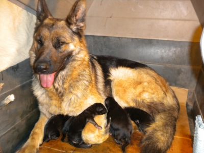 Cuccioli maschi e femmine di pastore tedesco vendesi
