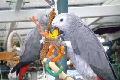 europanimals vendita ingrosso uccelli e altri animali