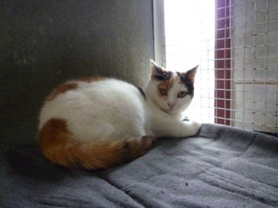 Gatta Momo cerca famiglia 