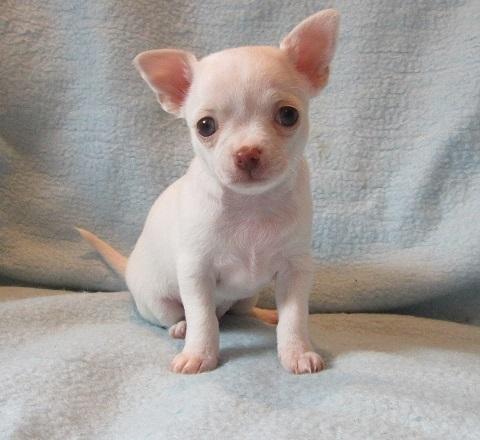 Piccoli cuccioli di Chihuahua