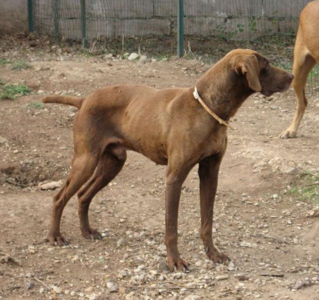Nando, dolcissimo bracco - adozione del cuore