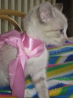 Gattini cuccioli settembre cercano casa