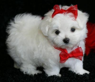  REGALO CUCCIOLI DI TOY MALTESE DISPONIBILI