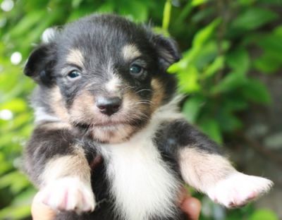 Shetland cuccioli con pedigree