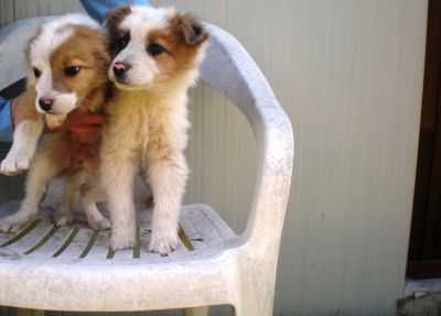 INCROCIO PASTORE SCOZZESE- BORDER COLLIE